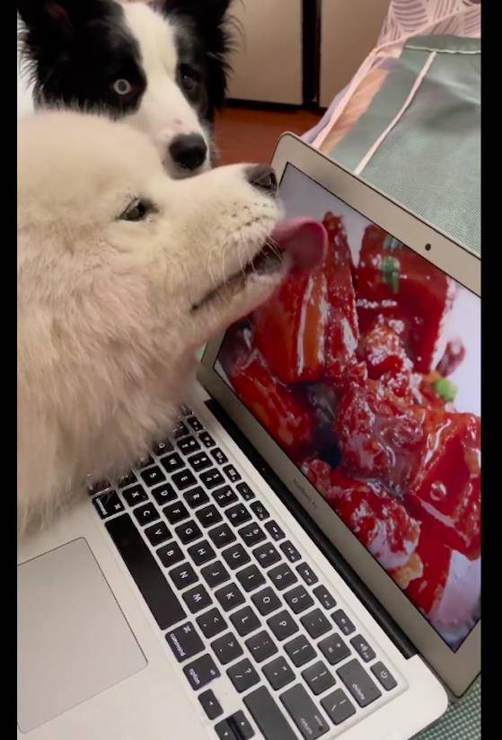 苹果版狗舔屏幕
:网友看着美食节目，萨摩耶对着电脑屏幕就舔了起来，边牧都看傻了
