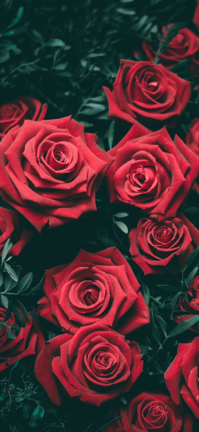 上网版苹果手机用iphone上网-第2张图片-太平洋在线下载